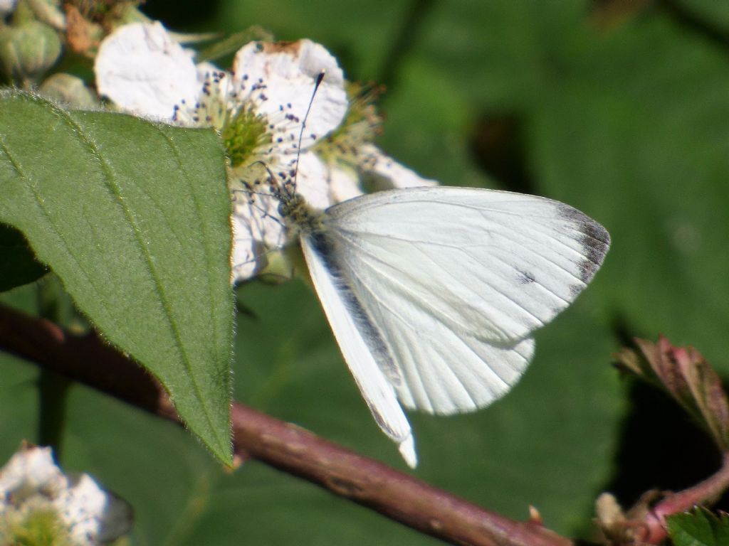 Pieris napi?  S, maschio