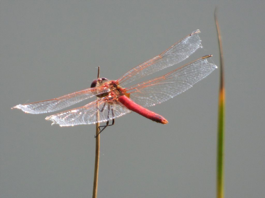 Sympetrum da det.:  Sympetrum fonscolombii, maschio