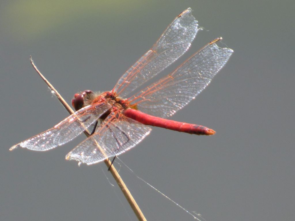 Sympetrum da det.:  Sympetrum fonscolombii, maschio