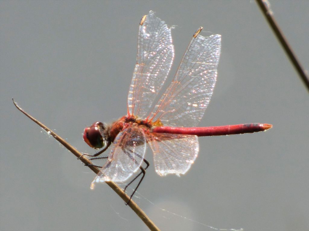 Sympetrum da det.:  Sympetrum fonscolombii, maschio