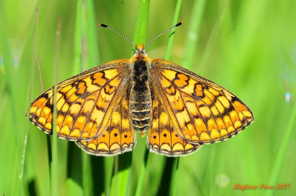 Euphydryas aurinia?