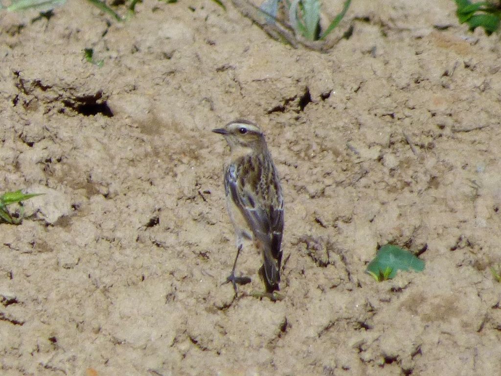 Stiaccino (Saxicola rubetra) torinese