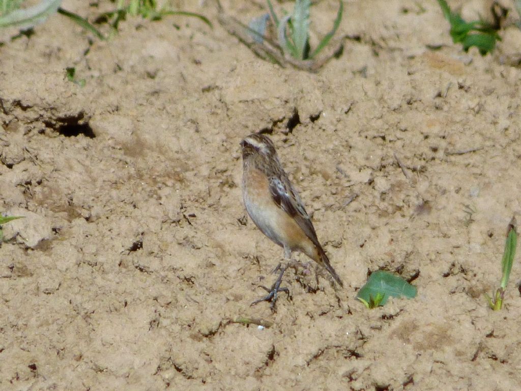 Stiaccino (Saxicola rubetra) torinese