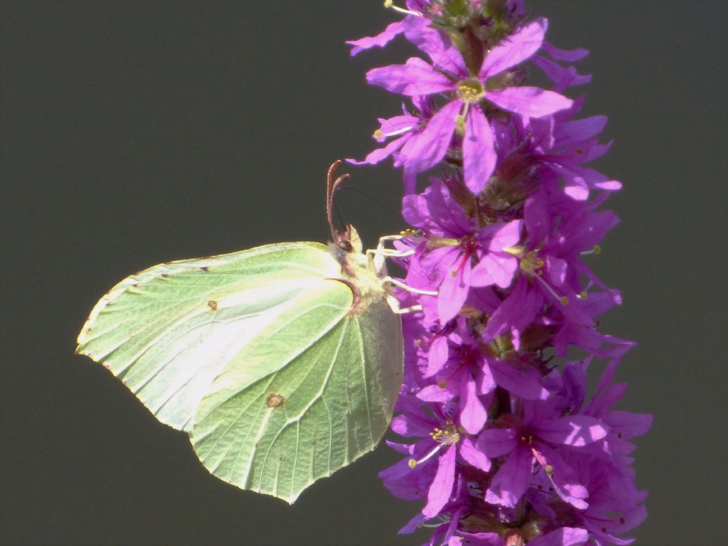 Gonepteryx rhamni