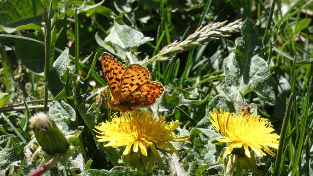 Nymphalidae sconosciuta - Boloria (Clossiana) euphrosyne