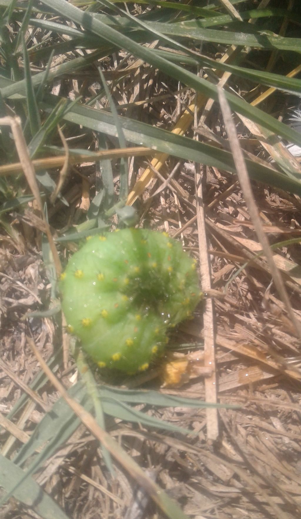 bruco sconosciuto - Saturnia pavoniella, Saturniidae