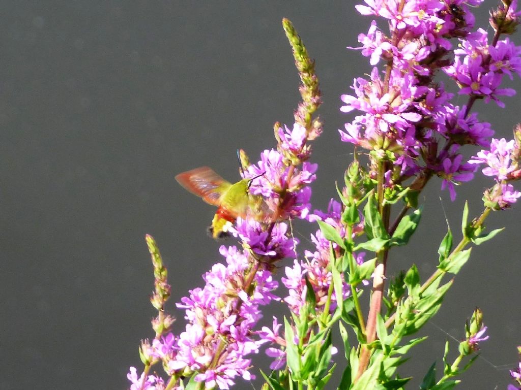 Hemaris fuciformis