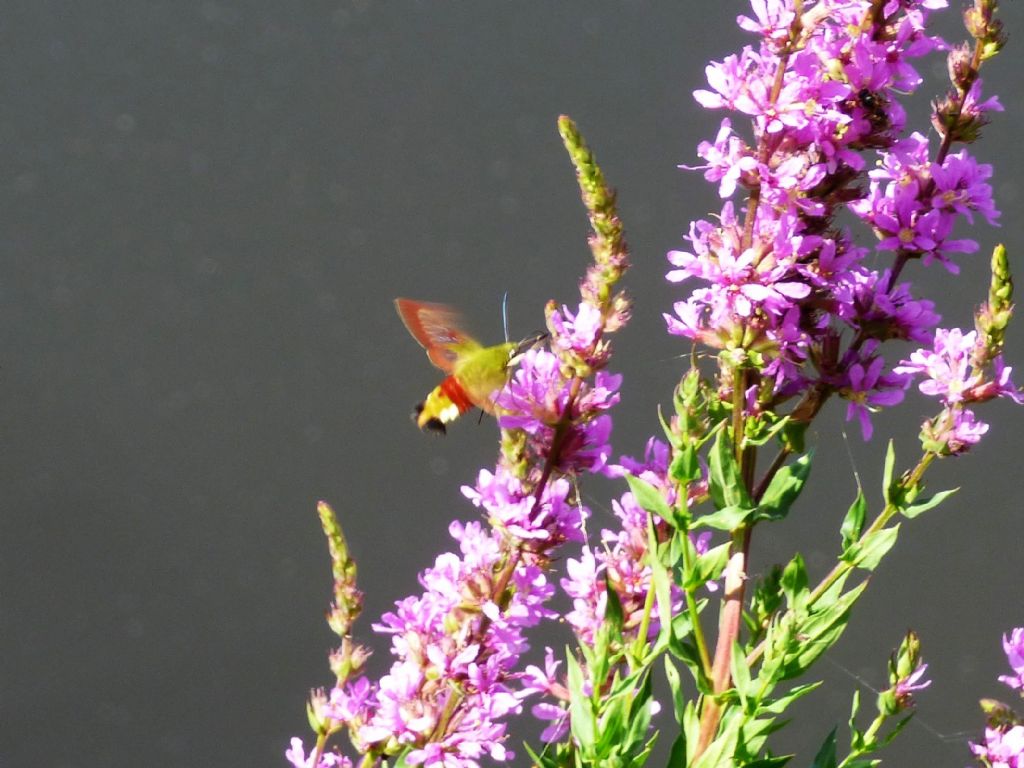 Hemaris fuciformis