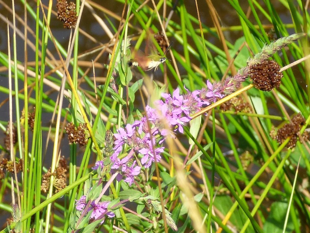 Hemaris fuciformis