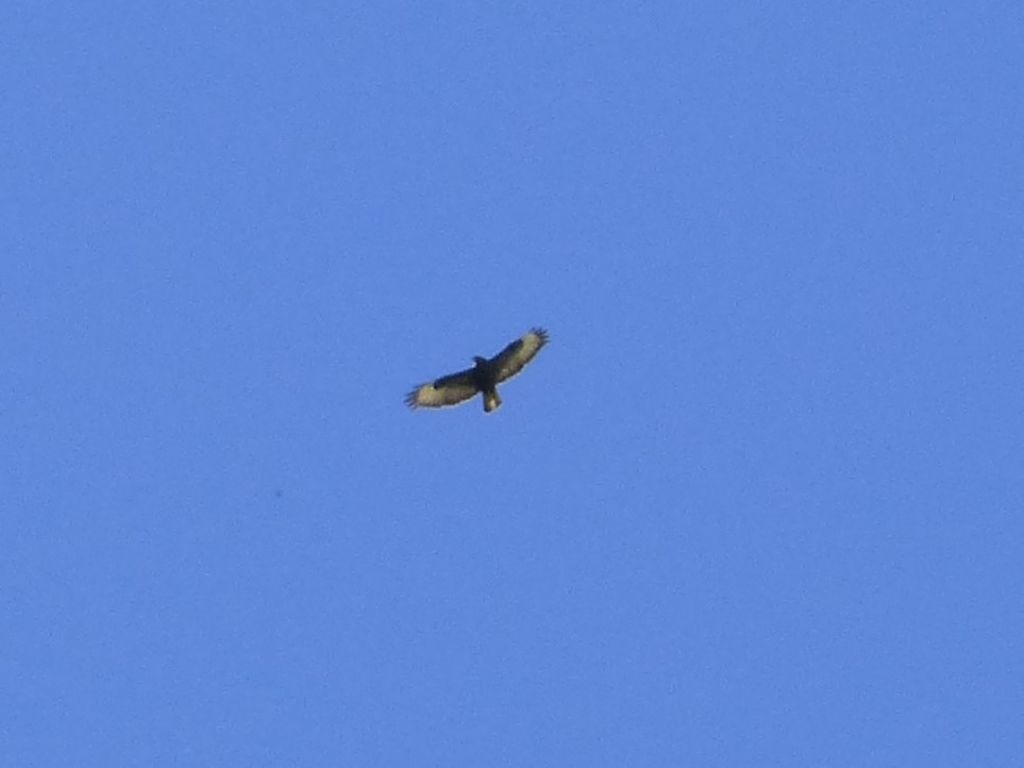 Poiana delle steppe (Buteo buteo vulpinus)