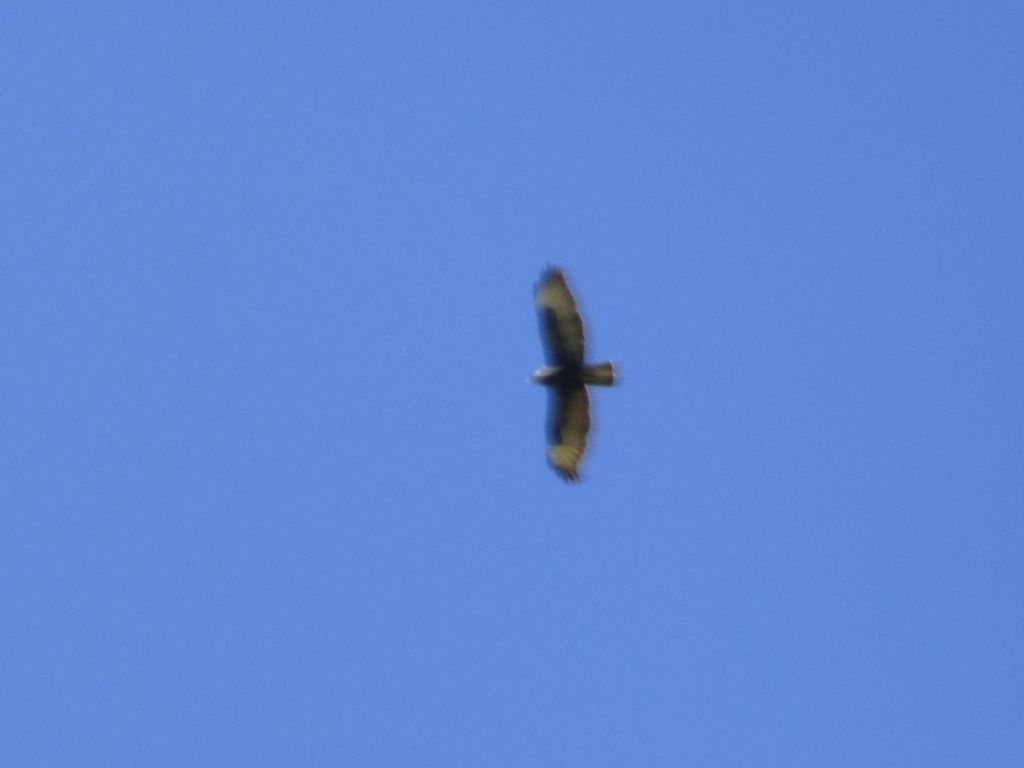 Poiana delle steppe (Buteo buteo vulpinus)