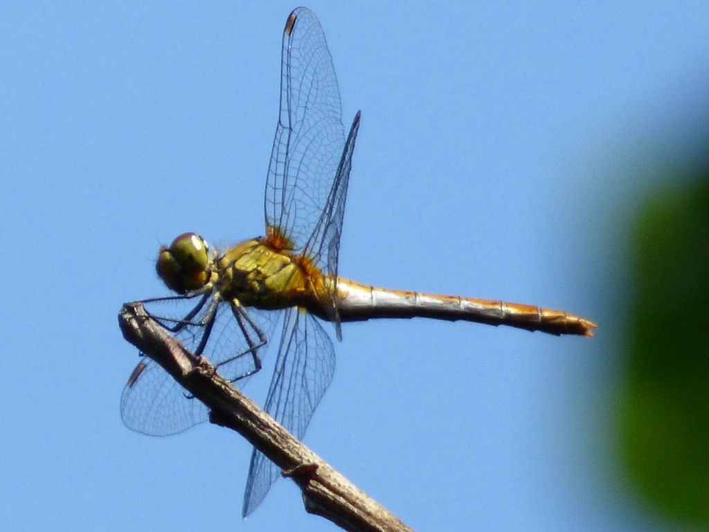 Sympetrum sanguineum?  S !