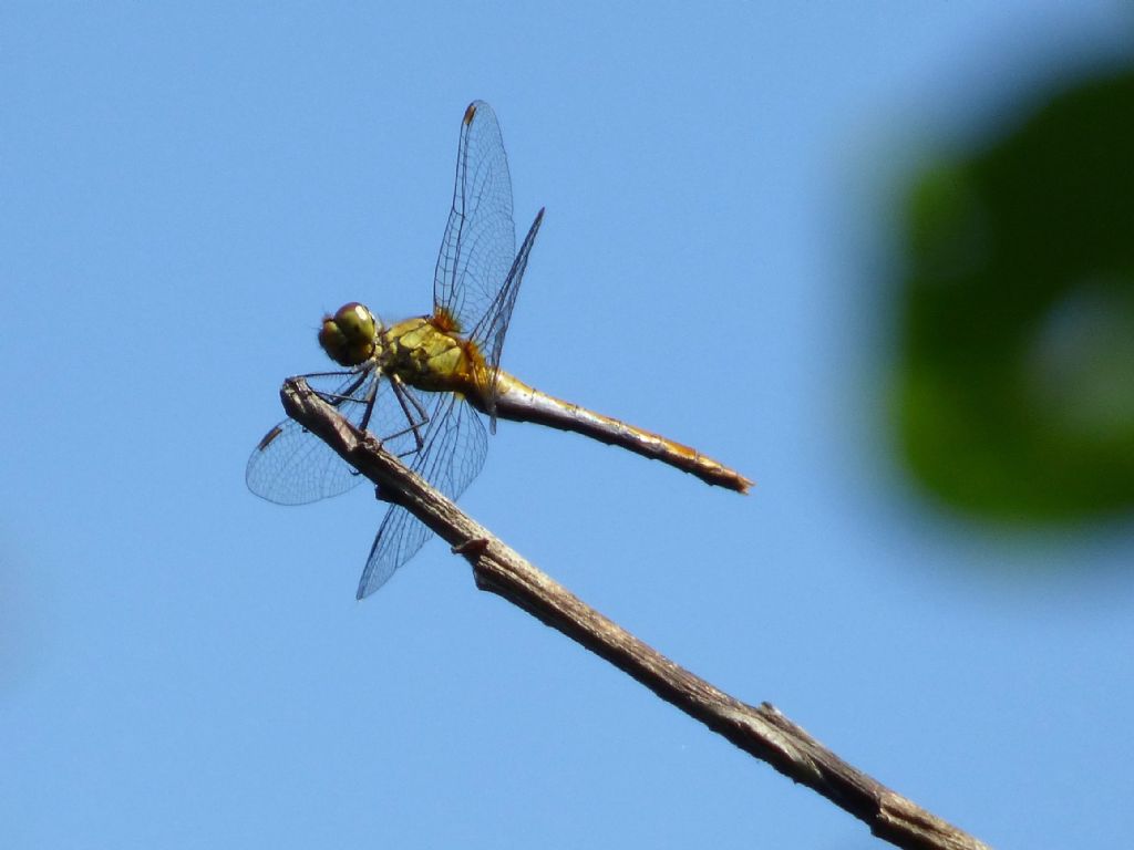 Sympetrum sanguineum?  S !