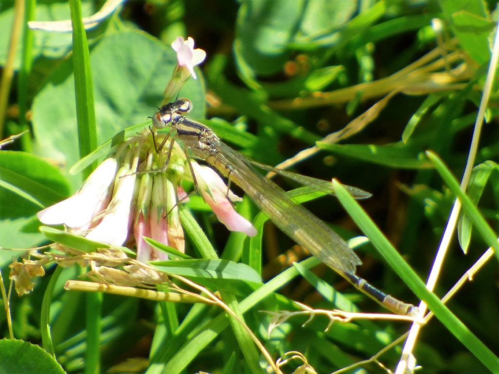 Enallagma cyathigerum