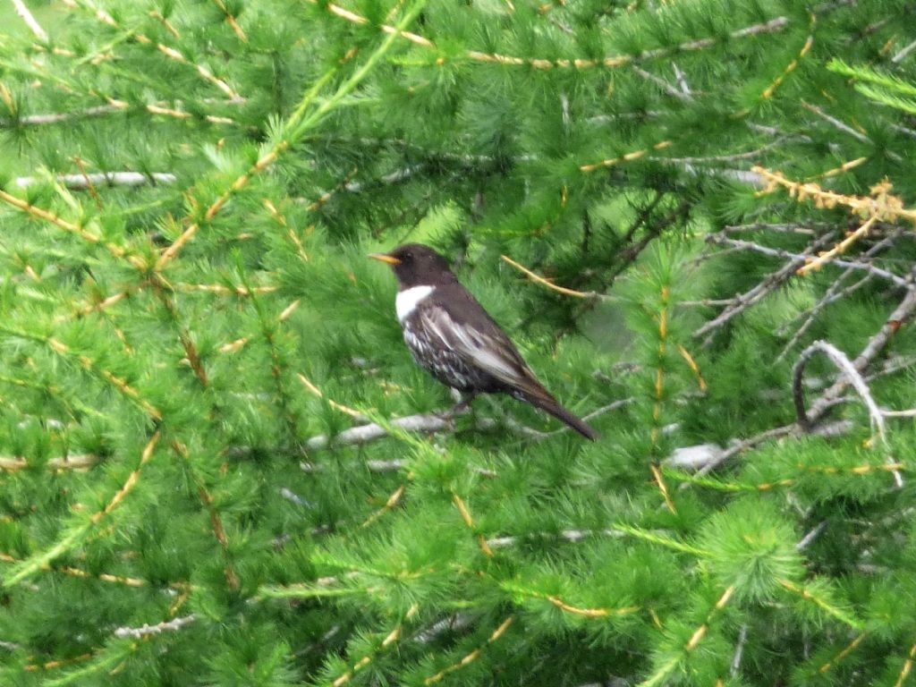 finalmente Merlo dal collare (Turdus torquatus)