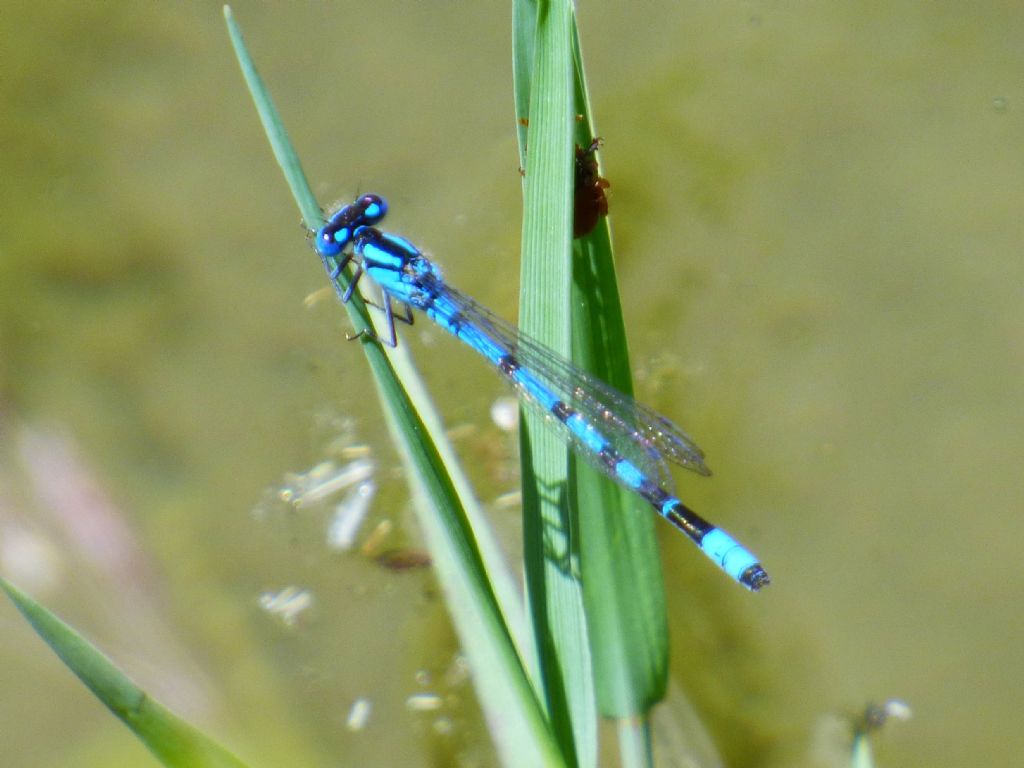 Enallagma cyathigerum