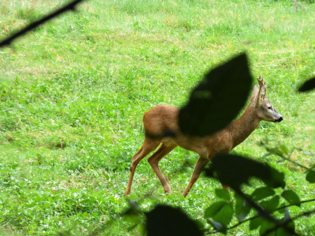 Capriolo distratto