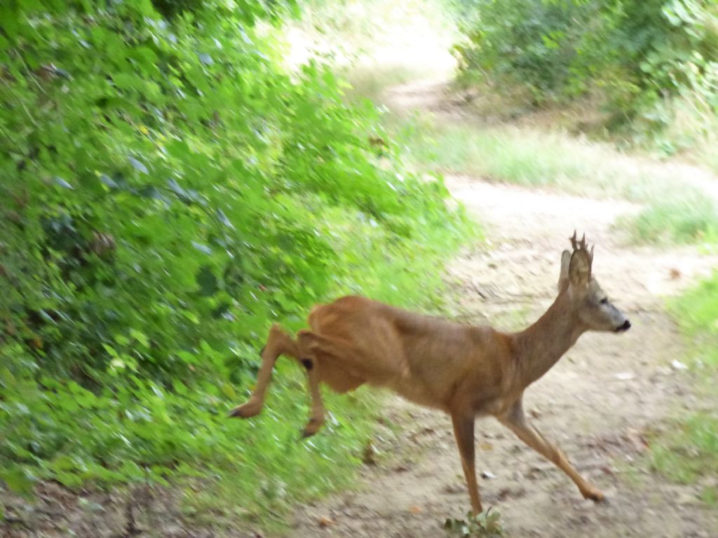 Capriolo distratto