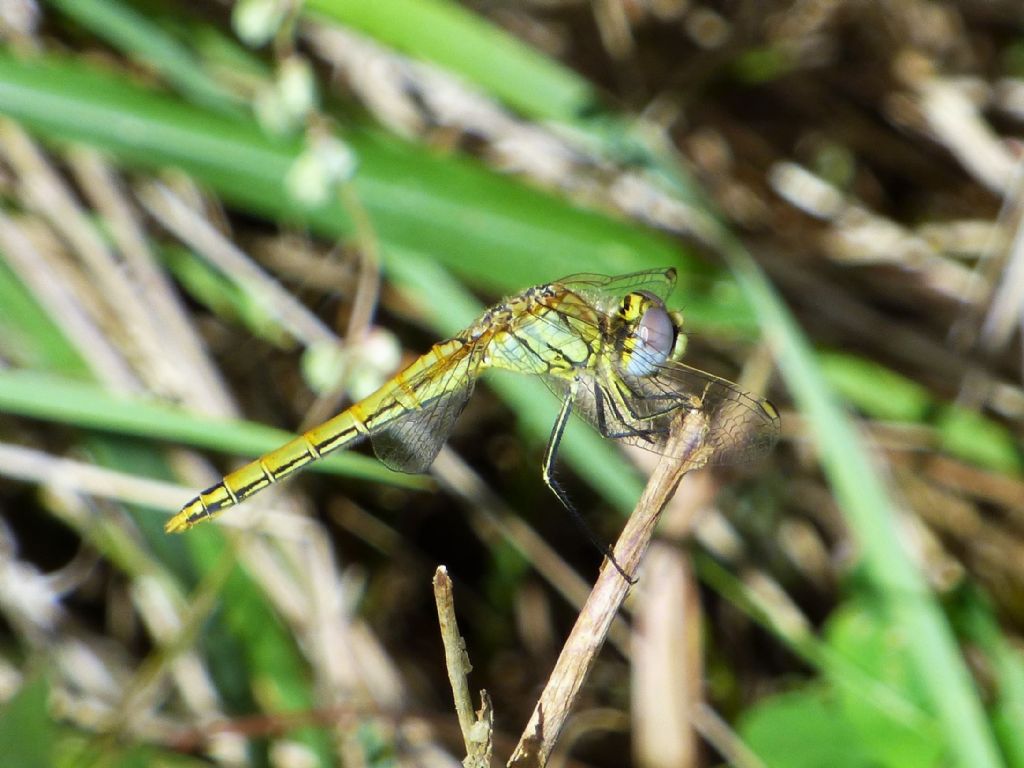 Sympetrum fonscolombii f.