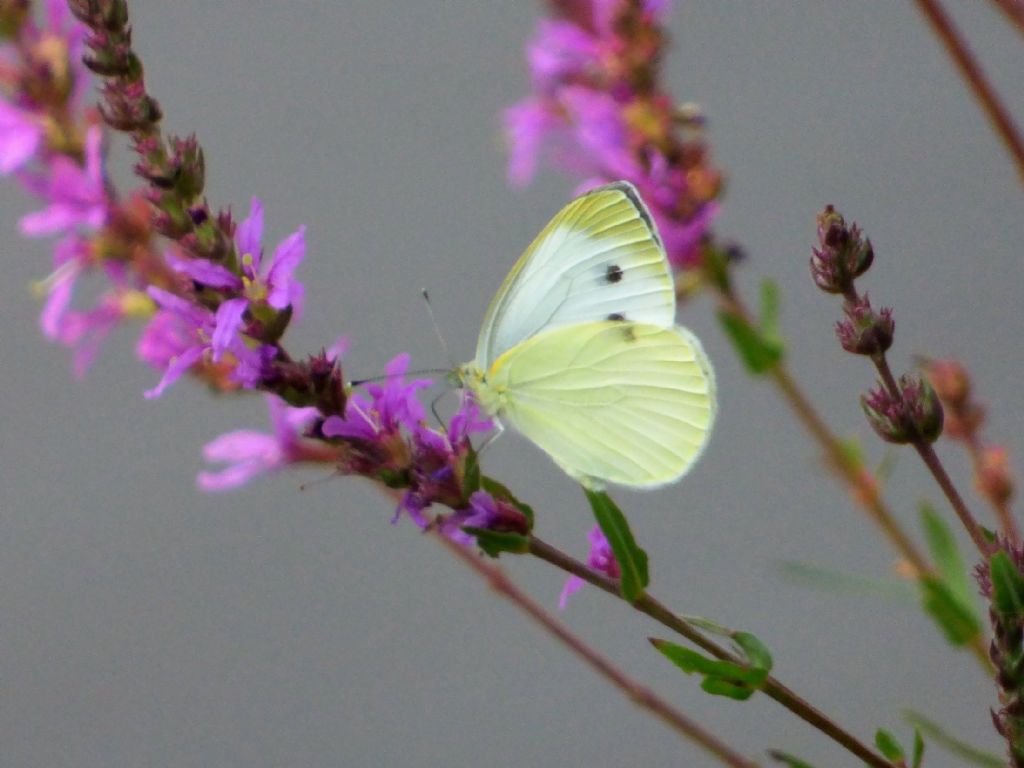 Pieris brassicae?  No, Pieris napi