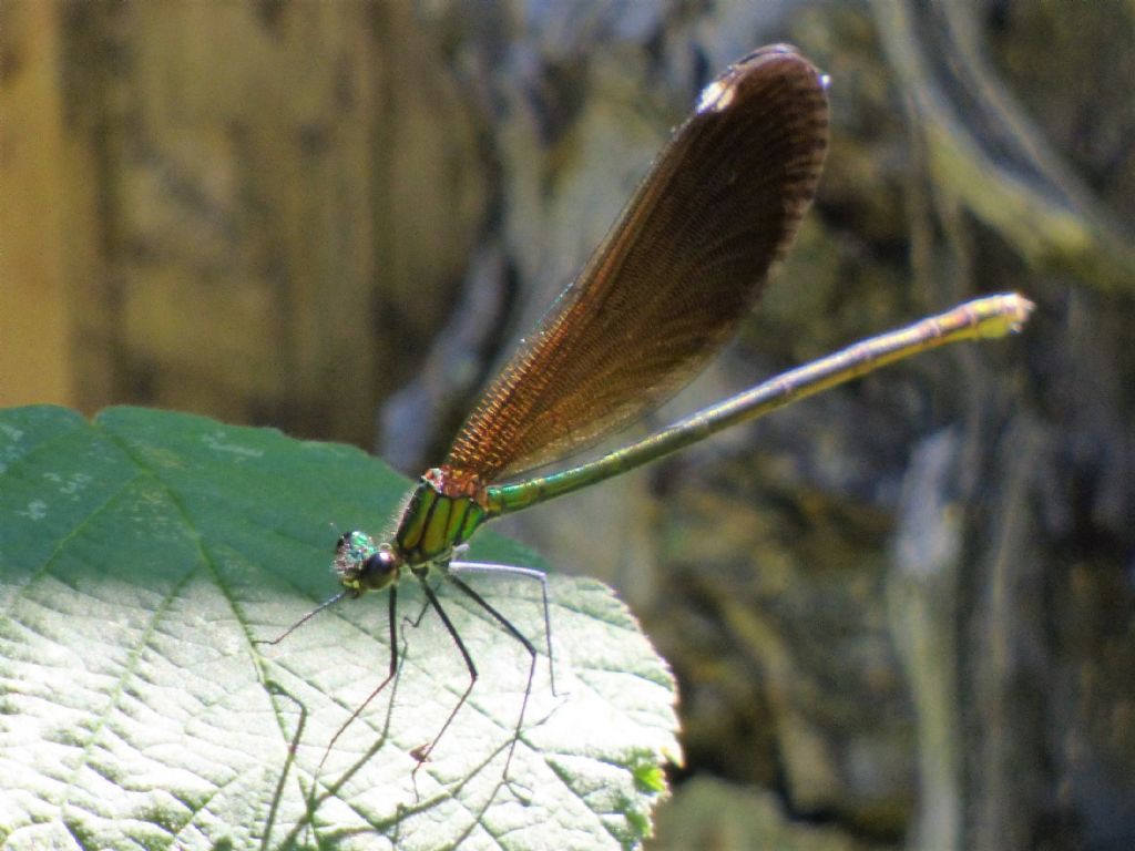 Calopteryx virgo?   S