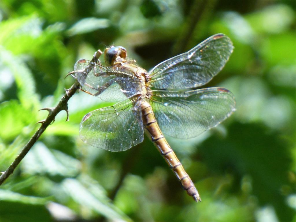 Orthetrum coerulescens?   S !