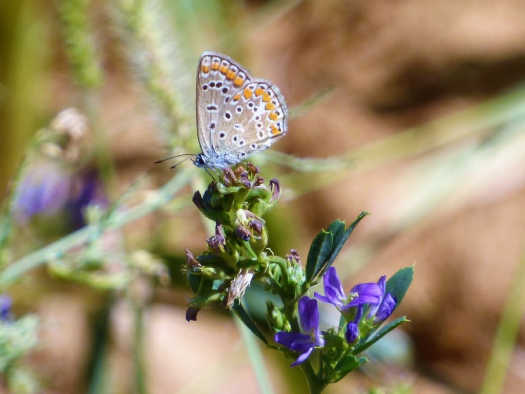 Polyommatus (Polyommatus) icarus, Lycaenidae