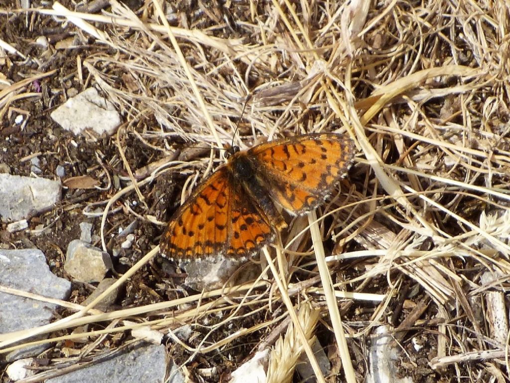 Nymphalidae: Melitaea trivia? S