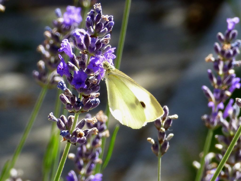 quale Pieridae? Pieris rapae