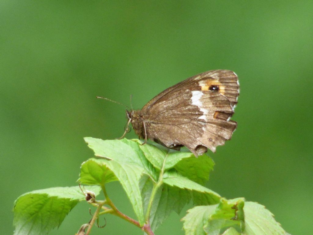 Erebia euryale? No, Erebia ligea, Nymphalidae