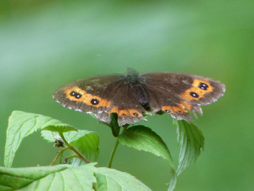 Erebia euryale? No, Erebia ligea, Nymphalidae