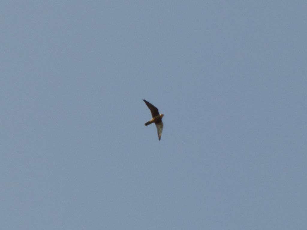 Lodolaio o Falco della Regina?     Lodolaio (Falco subbuteo) juv.