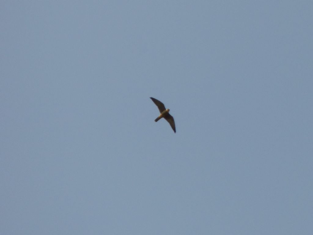 Lodolaio o Falco della Regina?     Lodolaio (Falco subbuteo) juv.