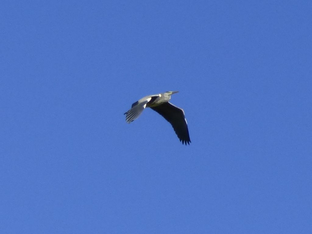 Airone cenerino in volo