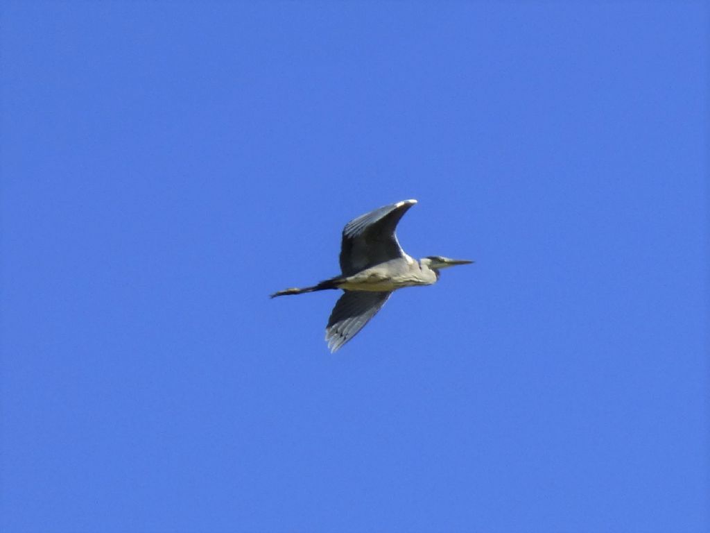 Airone cenerino in volo