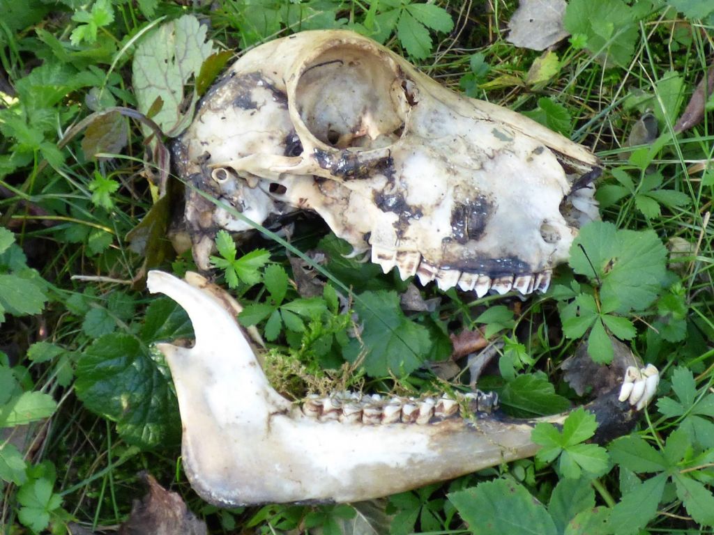 cranio di pecora?