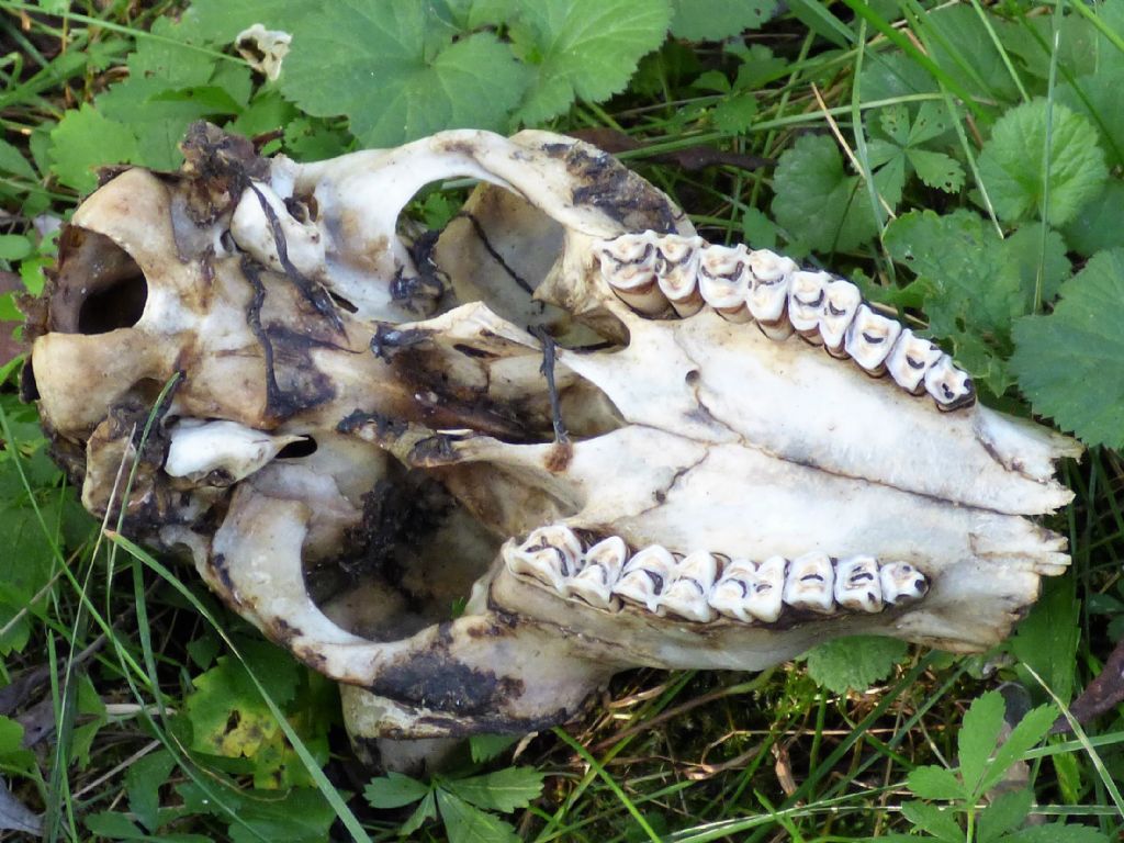 cranio di pecora?