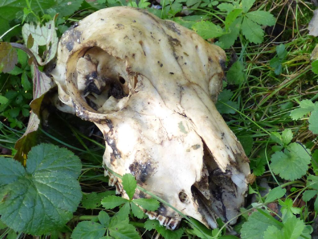 cranio di pecora?