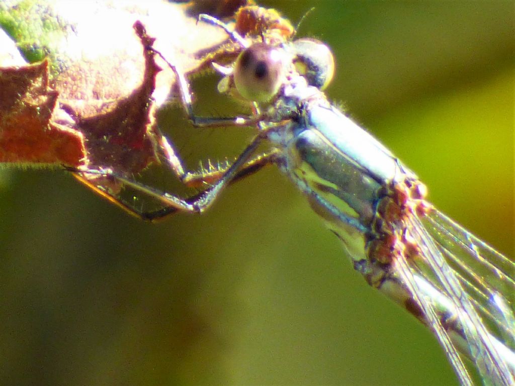 Chalcolestes da determinare: C. viridis
