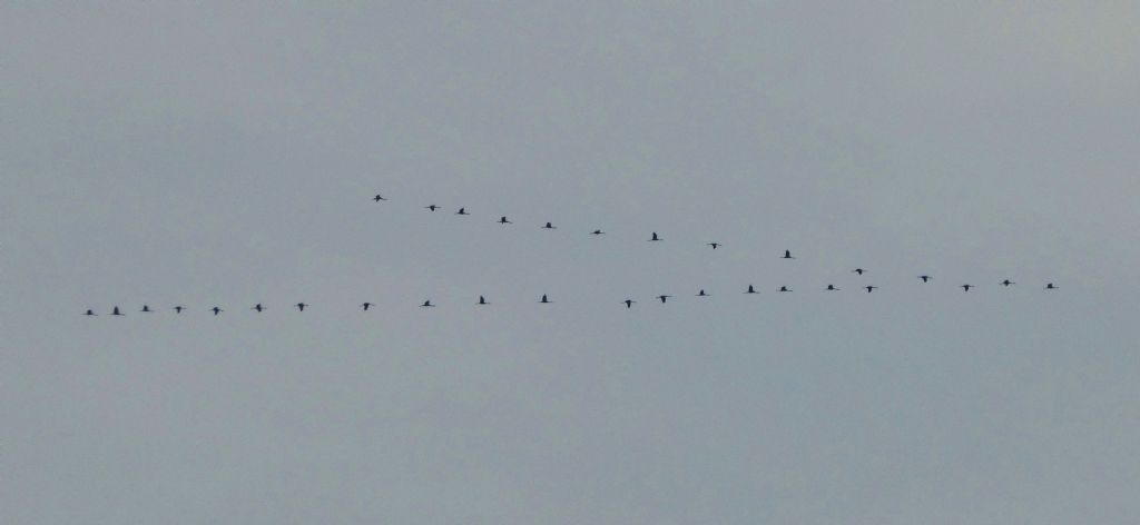 Gru (Grus grus) in migrazione