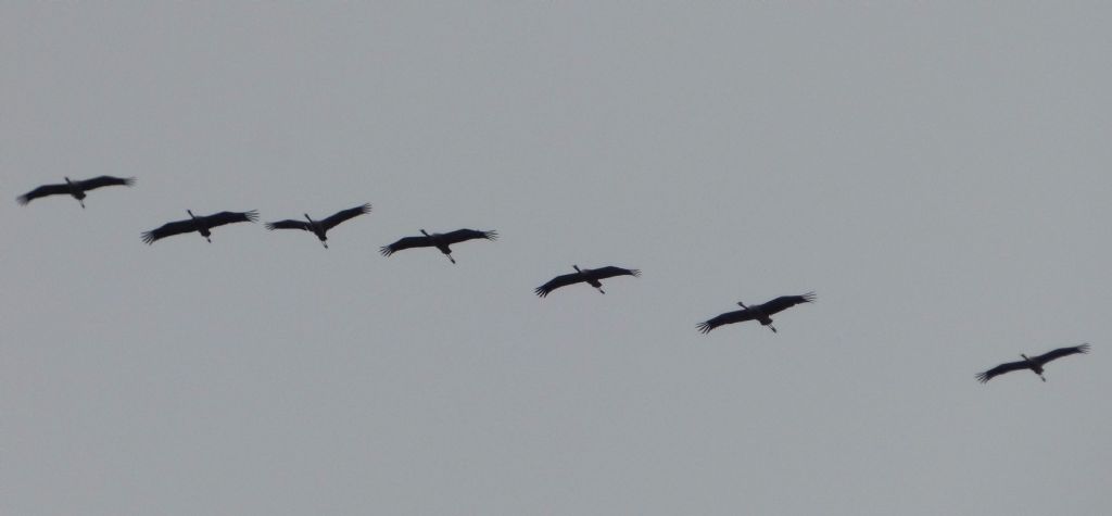 Gru (Grus grus) in migrazione