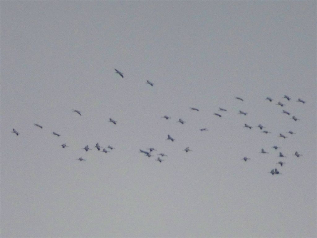 Gru (Grus grus) in migrazione