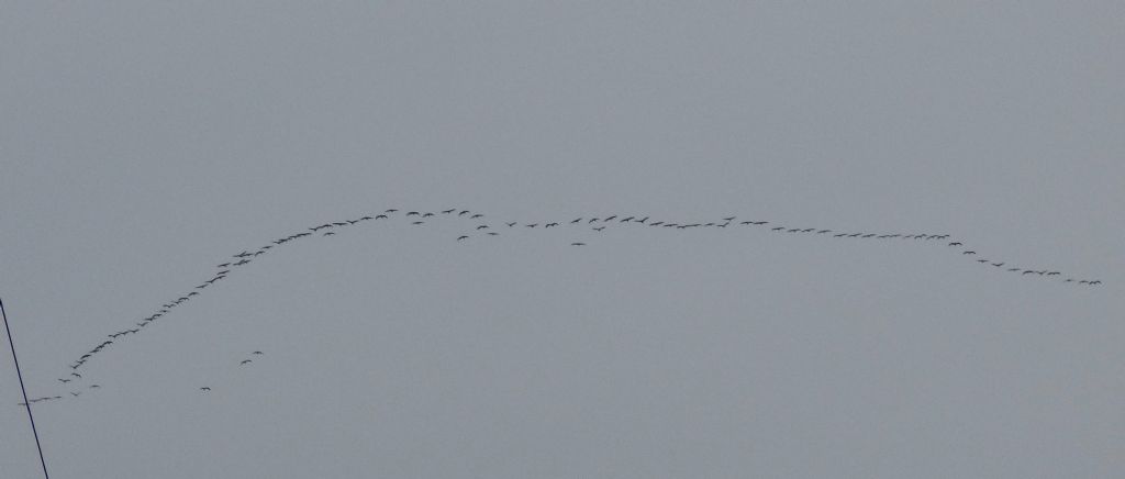 Gru (Grus grus) in migrazione