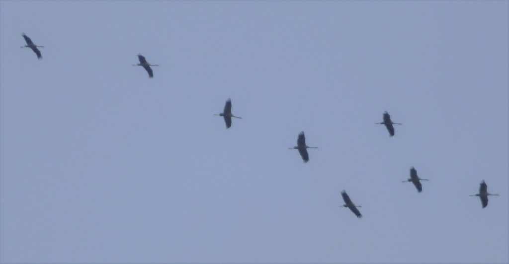 Gru (Grus grus) in migrazione