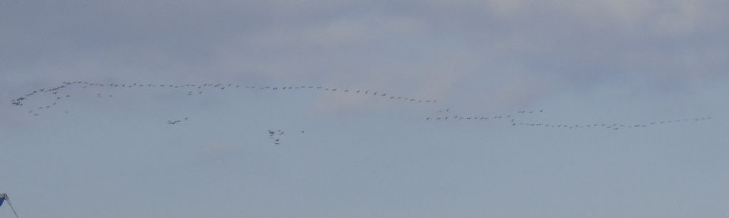 Gru (Grus grus) in migrazione