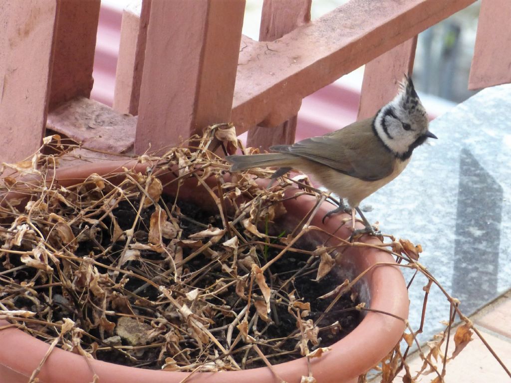 Cincia dal ciuffo (Lophophanes cristatus) di casa mia