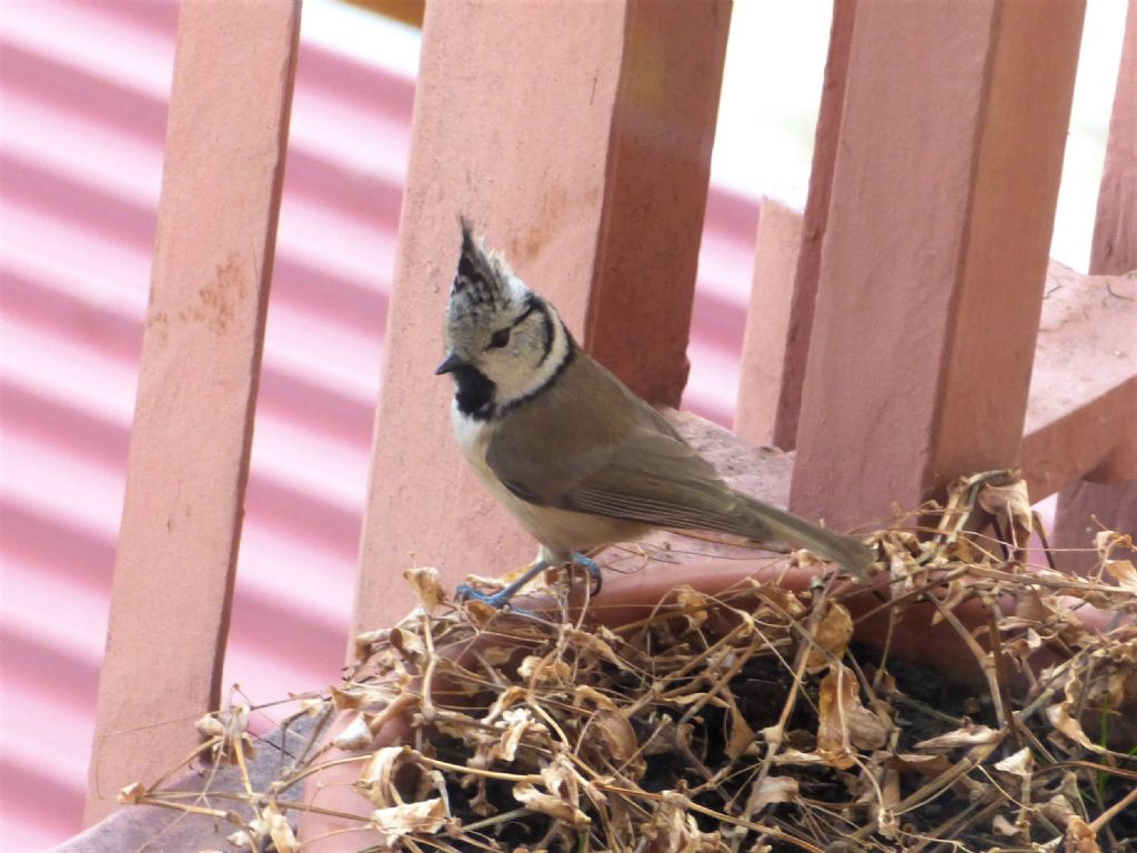 Cincia dal ciuffo (Lophophanes cristatus) di casa mia