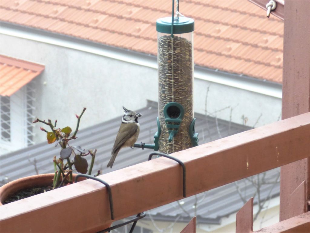 Cincia dal ciuffo (Lophophanes cristatus) di casa mia