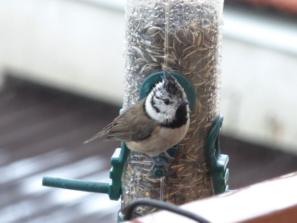 Cincia dal ciuffo (Lophophanes cristatus) di casa mia