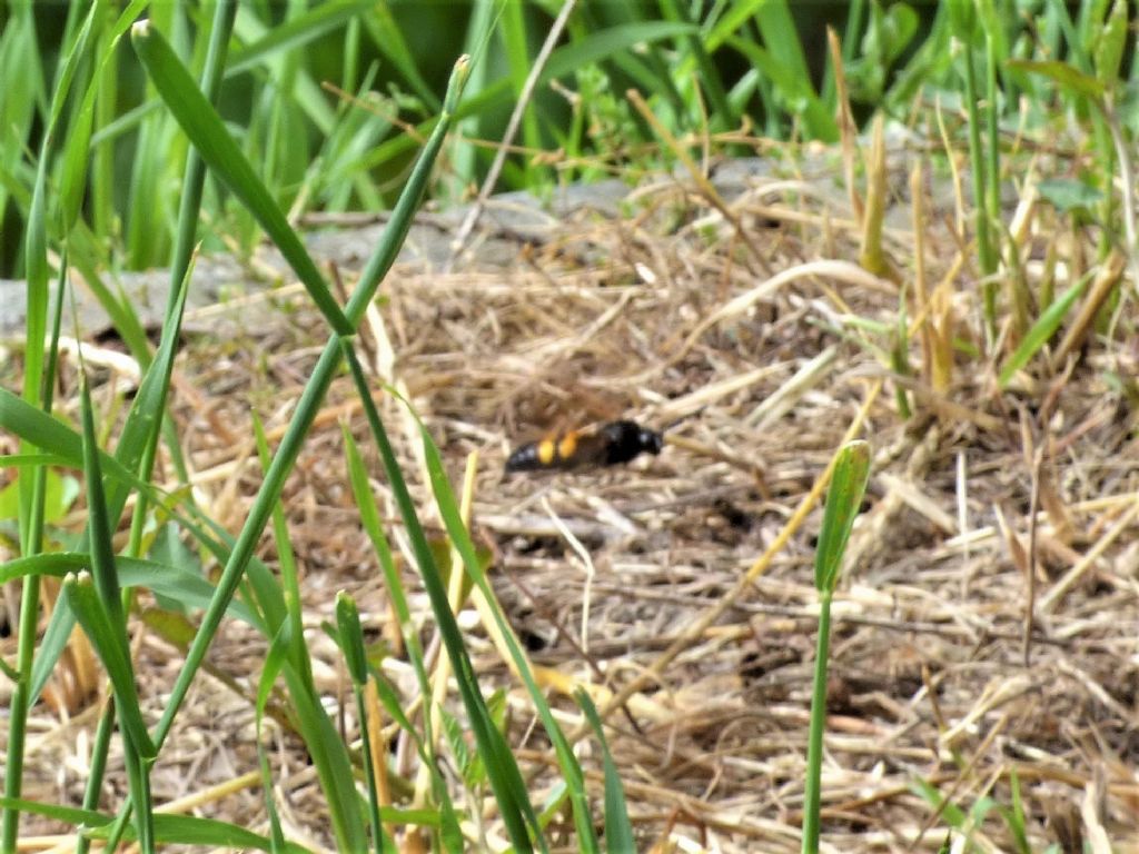 Vespa sp.?  No, Scoliidae: Megascolia maculata flavifrons, maschio (cfr.)